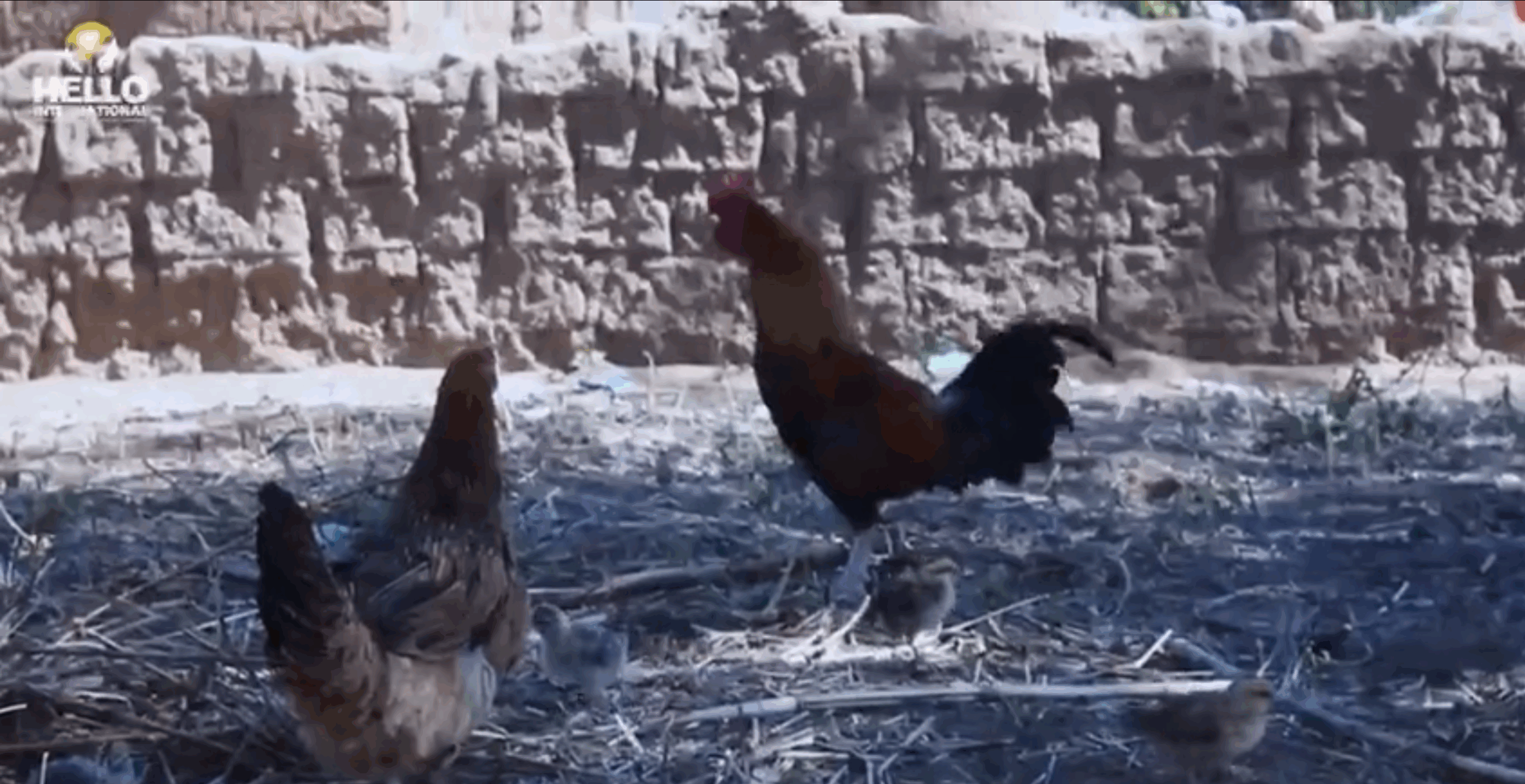 PART 1: HELLO INTERNATIONAL SCHOOL FEEDING PROGRAM IN MANGU LGA, PLATEAU STATE